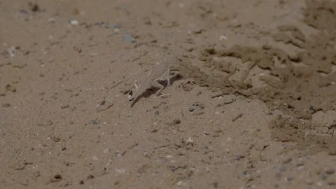 A small lizard in the desert a close-up Stock Footage 124375612