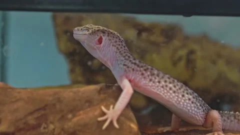 A small lizard drinks water. Stock Footage 157153403