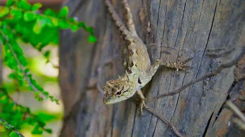 A small lizard on a dry tree. Photos