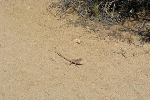 Small Lizard Exploring the Sandy Terrain in Bright Sunlight Stock Photos