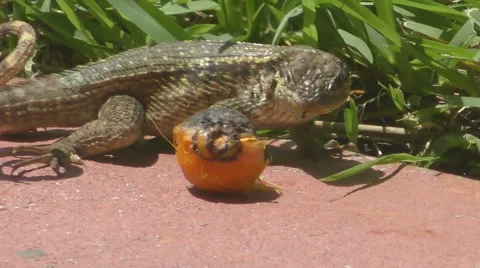 Small lizard feeding Stock Footage 68685291
