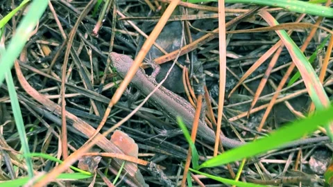 Small lizard in the forest on the ground close-up. Vídeos de archivo 259382923