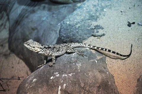 Small lizard gecko disguises itself as the color of the stone Stock Photos