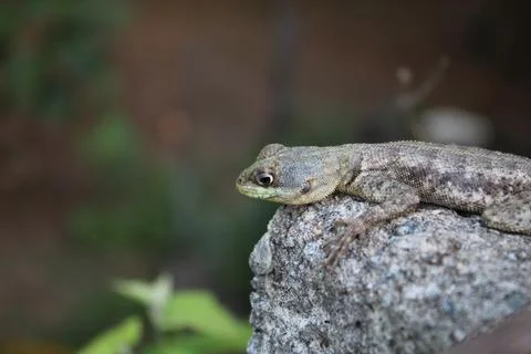 Small lizard of the genus Tropidurus camouflaged in the stone Stock Photos