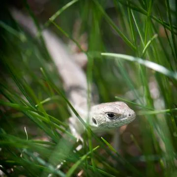 Small lizard in the grass Stock Photos