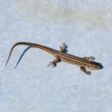 Small lizard on a gray background Stock-Fotos