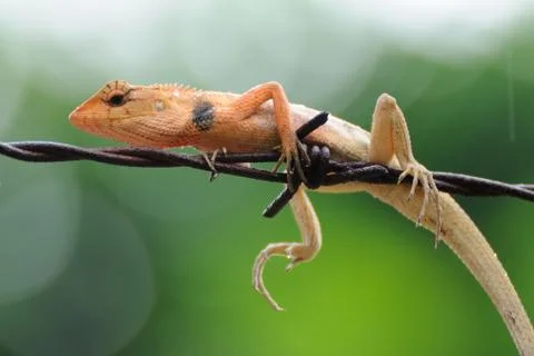 Small lizard hanging on wire Stock Photos