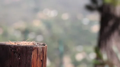 Small lizard hangs out on a wood post Stock Footage 58196384