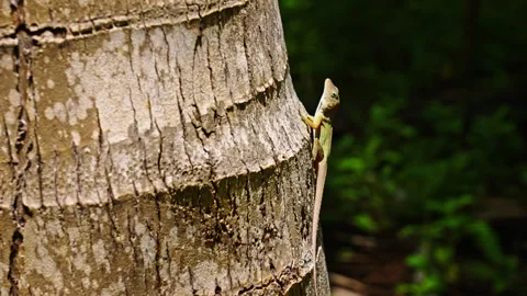 Small lizard hangs on a tree and runs away Stock Footage 265915147