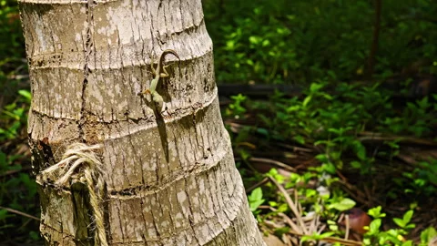 Small lizard hangs on a tree Stock Footage 265915405