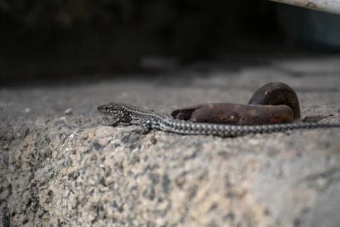 Small lizard hidden in the shadow of a stone wall Stock Photos
