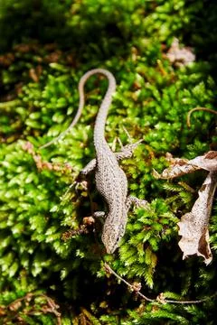 A small lizard hides in a forest moss Stock Photos