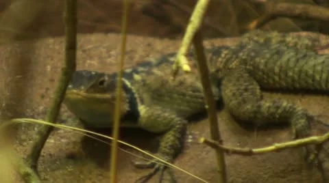 Small lizard hiding behind branches Video stock 10824862
