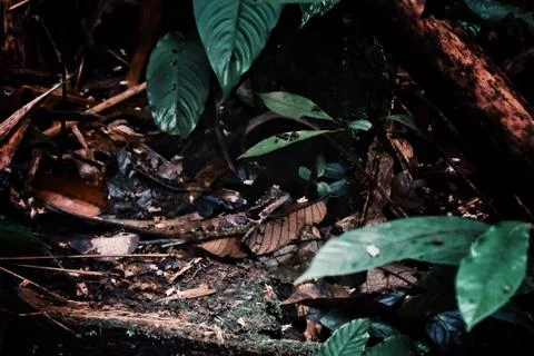 Small lizard hiding on the ground on leafs in the middle of the borneo rainfo Stock Photos