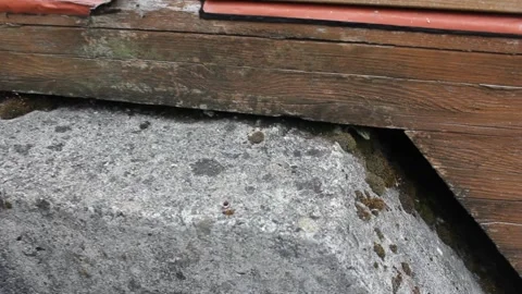 Small lizard hiding from us Stock Footage 320347940