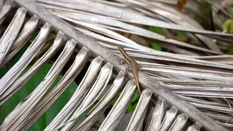 Small Lizard Hunting for Insects among Dry Leaves on the Ground in Thailand Stock Footage 89784745
