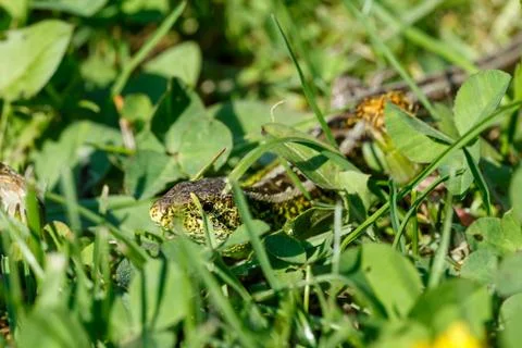 Small lizard lacerta agilis Foto stock