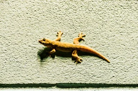 A small lizard is laying on a wall Stock Photos