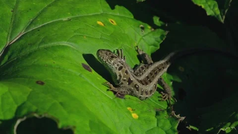 Small lizard on the leaf. Wild grass lizard hiding in green bush surrounded with Stock Footage 254499144
