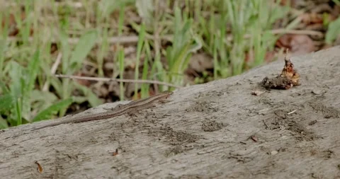 A small lizard on a log Stock Footage 186716088