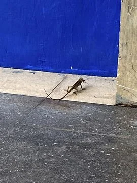 Small lizard with long tail crawling on speckled floor blue wall background Stock Photos