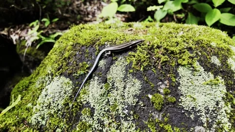 A Small Lizard on Moss Stock Footage 322055378