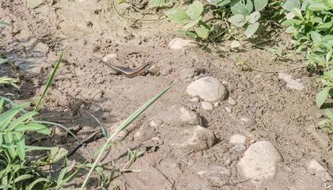 Small Lizard on Muddy Ground with River Stones Stock Photos