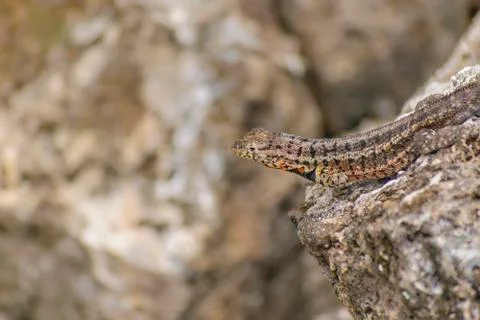 Small Lizard At Nature Stock-Fotos