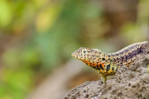 Small Lizard At Nature Fotos de archivo