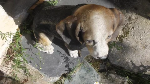 Small Lizard Near a Dog Statue Outdoors Stock Footage 346203988