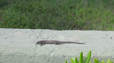 Small lizard near walkway. Stock Footage 49351624