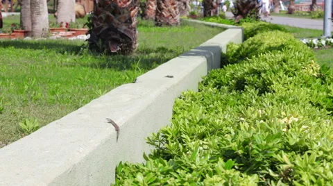 Small lizard near walkway. Stock Footage 49356358