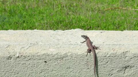Small lizard near walkway. Stock Footage 49400760