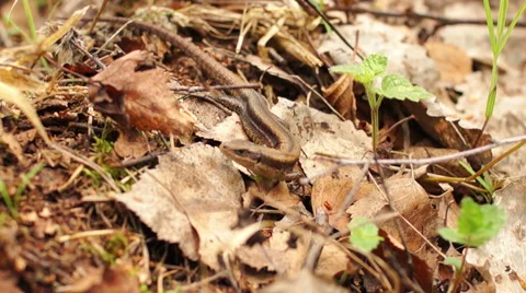 Small lizard, not hidden Stock-Footage 57316401