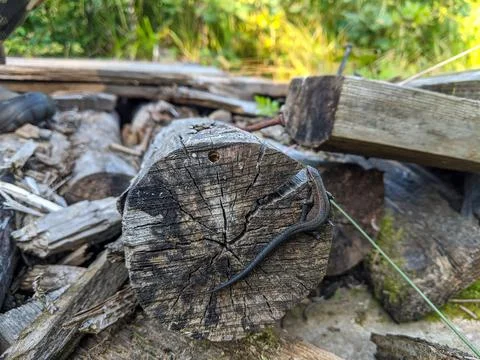 Small lizard on an old tree. Nature background. Foto stock
