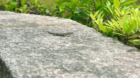 Small lizard outdoors. Stock Footage