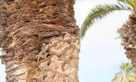 Small lizard on the palm Stock Photos