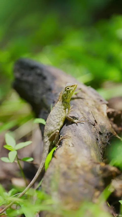 A small lizard perched on a fallen log in a natural forest environment Stock Footage 344709262