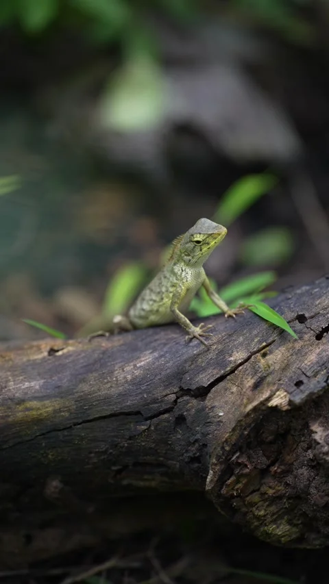 A small lizard perched on a fallen log in a natural forest environment Stock Footage 344709281