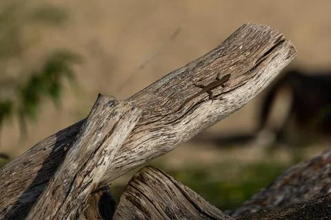 Small Lizard Perched on Wood Stock Photos