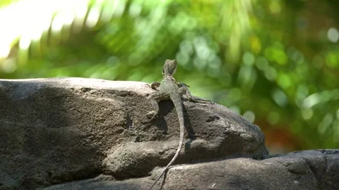 Small lizard perches on sunlit rock with blurred green foliage background m.. Vídeos de archivo 333622789