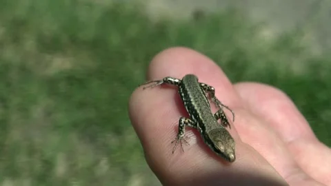 A small lizard on a person's hand Stock Footage 134248882