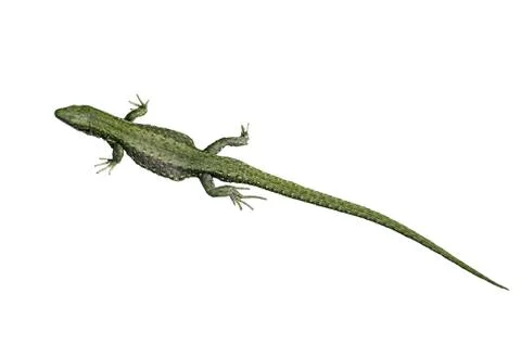 Small lizard Stock Photos