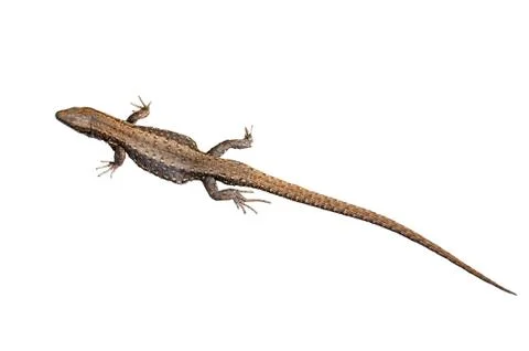 Small lizard Stock Photos