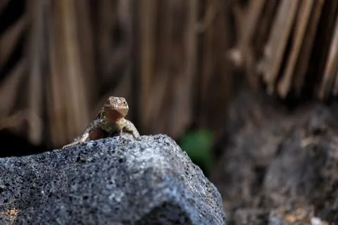 Small lizard Stock Photos