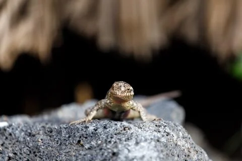 Small lizard Fotos Stock