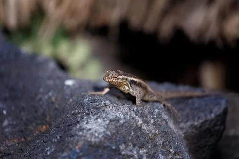 Small lizard Stock Photos
