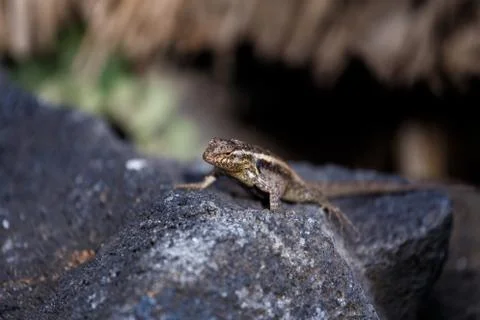 Small lizard Stock Photos