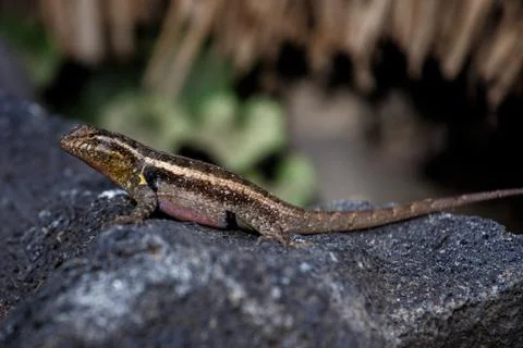 Small lizard Stock Photos