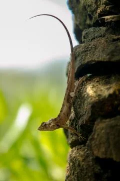 Small lizard 스톡 사진